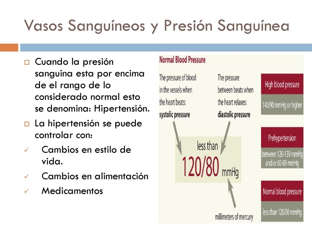 Más todos de los llama el pequeño se vasos sanguíneos